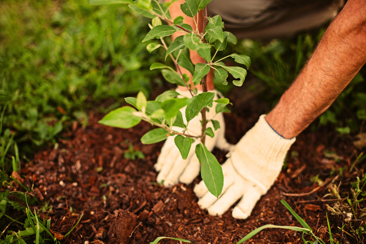 jardinagem em casa